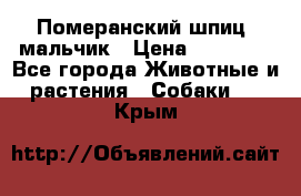 Померанский шпиц, мальчик › Цена ­ 35 000 - Все города Животные и растения » Собаки   . Крым